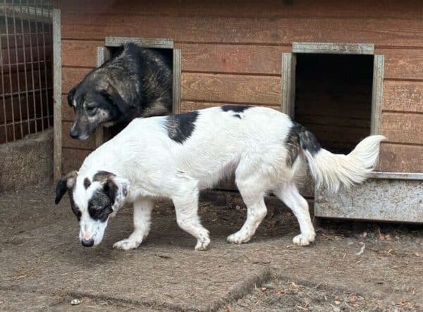 CLEENA (♀) - vermittelt JW – Bild 4