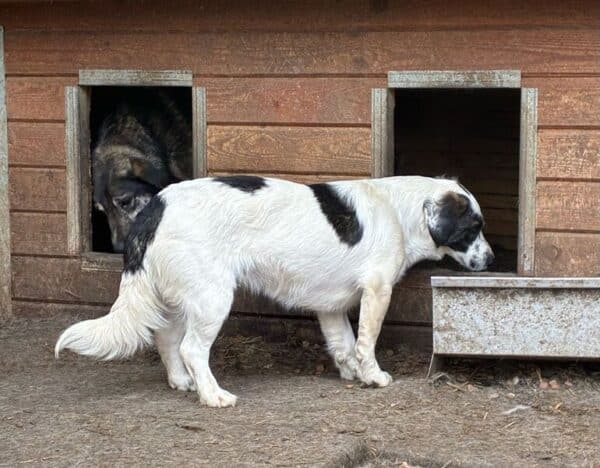 CLEENA (♀) - vermittelt JW – Bild 8
