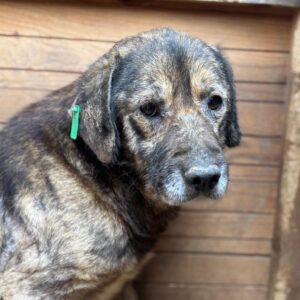 MIKY (♂) - ausgereist zu Tiere in Not Odenwald (PM)