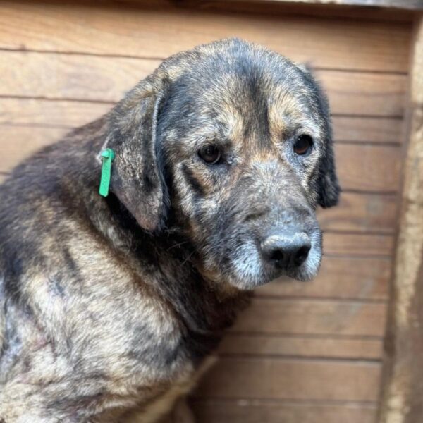 MIKY (♂) - ausgereist zu Tiere in Not Odenwald (PM)
