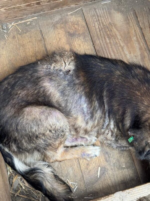 MIKY (♂) - ausgereist zu Tiere in Not Odenwald (PM) – Bild 8