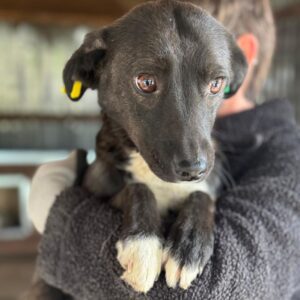 TIPPI (♀) - ausgereist zur Tierhilfe Lebenswert DR 30.05.25