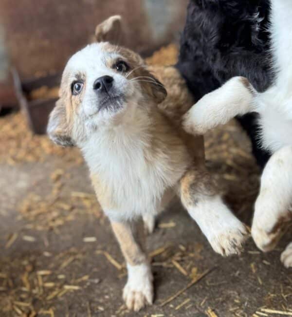 BETSIE (♀) - ausgereist zu Vierbeiner in Not (AL) – Bild 8