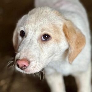 VIOLET (♀) - ausgereist zur Tierhilfe Lebenswert DR 14.06.25