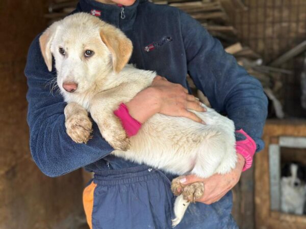 VIOLET (♀) - ausgereist zur Tierhilfe Lebenswert DR 14.06.25 – Bild 2
