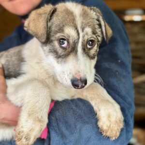BRIENNE (♀) - ausgereist zur Tierhilfe Lebenswert DR 30.05.25