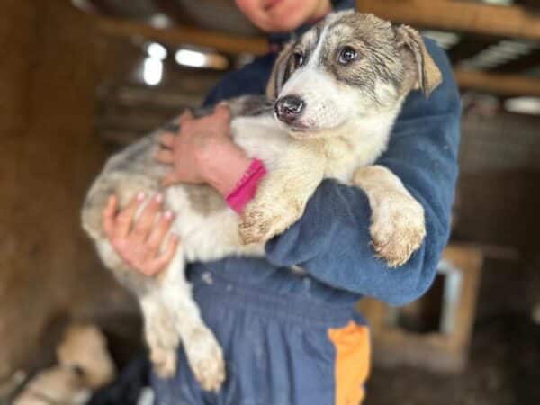 BRIENNE (♀) - ausgereist zur Tierhilfe Lebenswert DR 30.05.25 – Bild 2