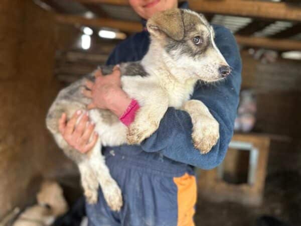 BRIENNE (♀) - ausgereist zur Tierhilfe Lebenswert DR 30.05.25 – Bild 3