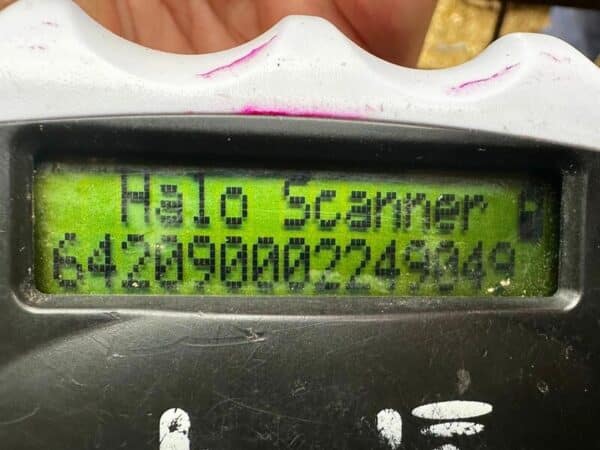 INDI (♀) - auf PS im PLZ Bereich 50 (NE) *ausgereist*- vermittelt – Bild 8