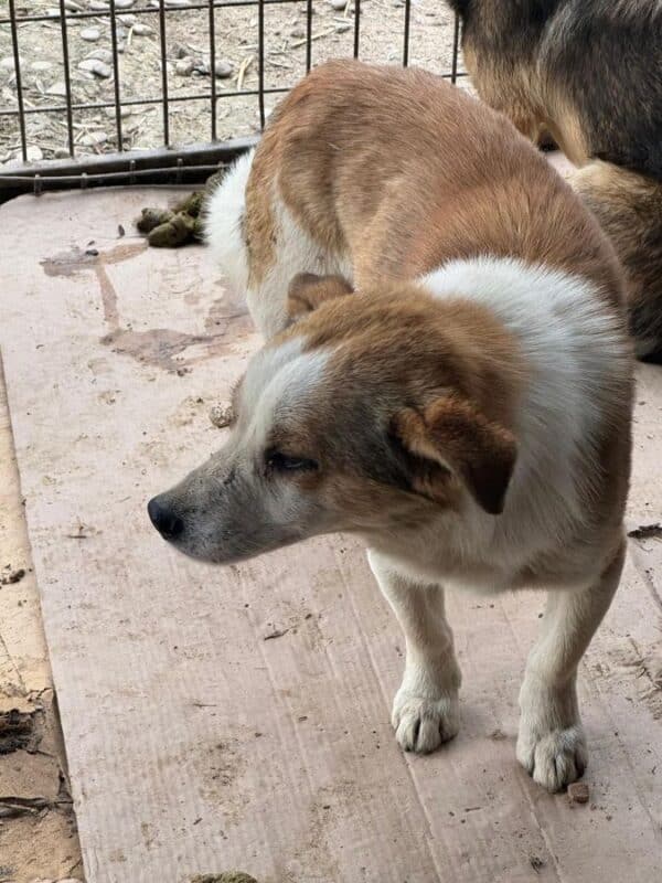 FINN (♂) – Bild 3