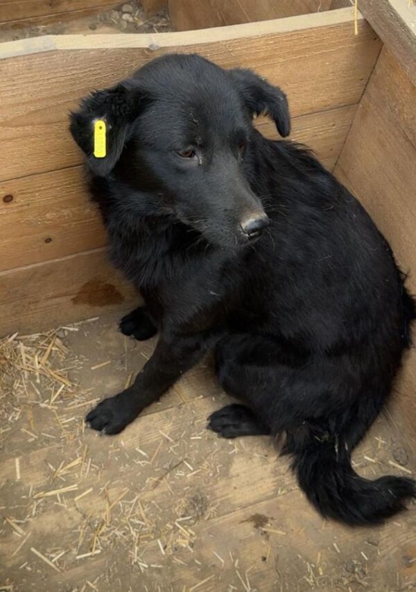 MY LOVE (♀) – Bild 3