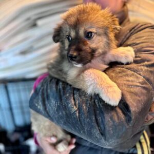 LIESE (♀) - ausgereist zu Step by Paw (AL)