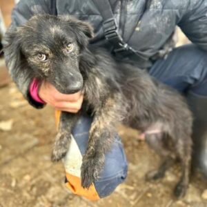 MILAS (♂) - reserviert Tierhilfe Lebenswert DR 21.09.25