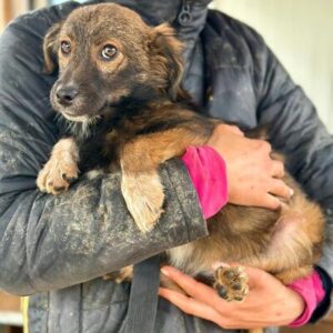 LIA (♀)- auf PS im PLZ Bereich 24 (NU) *ausgereist* - vermittelt