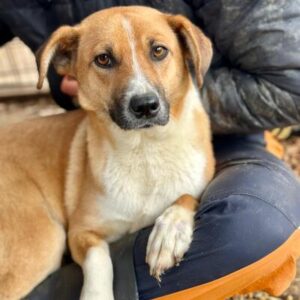 GRETCHEN (♀) - ausgereist zur Tierhilfe Lebenswert DR 25.07.25