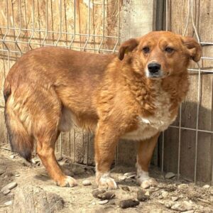 TALU (♂)