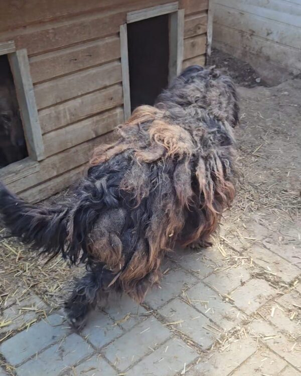 ZOTTY (♂) - vermittelt  MH – Bild 5