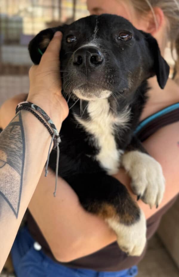 FRIDA (♀) - ausgereist zum TST Rösrath (AL) – Bild 3