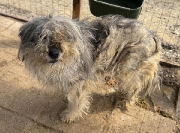 SKYLAR (♀) - ausgereist zum Tierheim Gifhorn – Bild 9