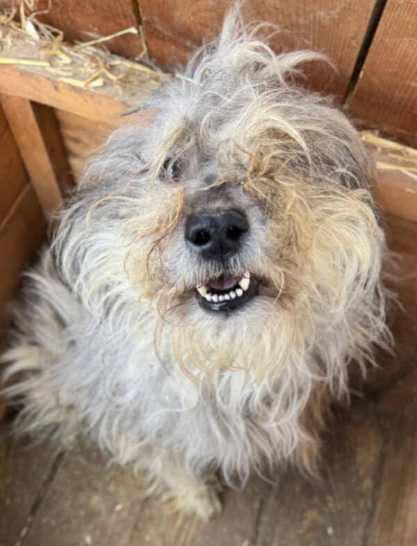 SKYLAR (♀) - ausgereist zum Tierheim Gifhorn – Bild 10