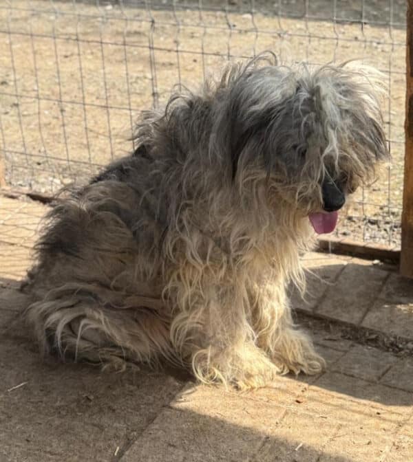 SKYLAR (♀) - ausgereist zum Tierheim Gifhorn – Bild 11