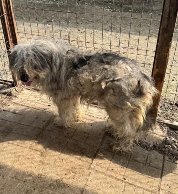 SKYLAR (♀) - ausgereist zum Tierheim Gifhorn – Bild 12