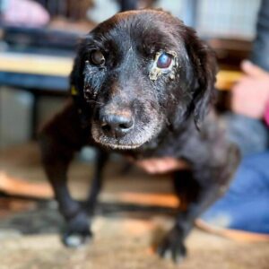 MUFFIN (♂)  - als Gnadenplatzhund auf PDR PS