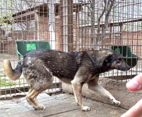 LENNOX (♂) - (Doppelerfassung=JASHA) – Bild 3