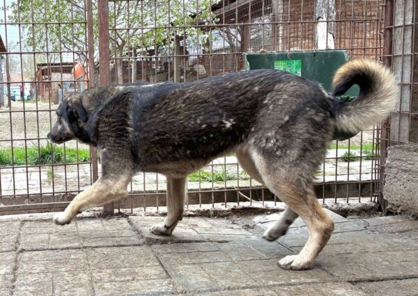 LENNOX (♂) - (Doppelerfassung=JASHA) – Bild 5