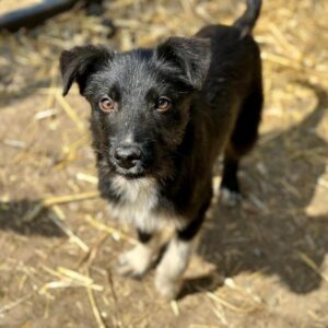 STRUPPEL (♂) - ausgereist zu Tiere in Not Odenwald e.V.  (PM)