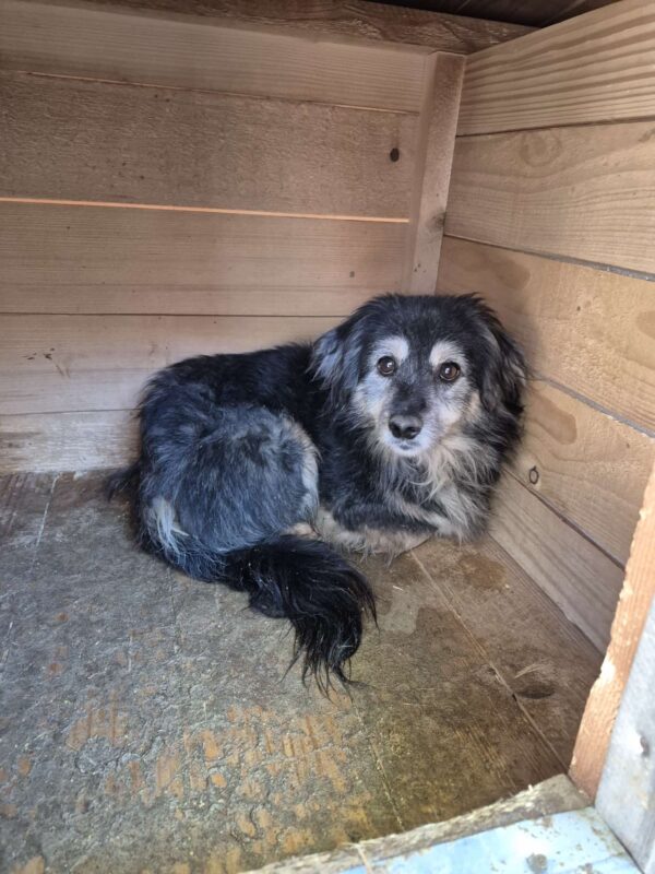 JEPPE (♂) - ausgereist zu Tiere in Not Odenwald (PM) – Bild 2