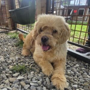 SUNNY (♂) - NOTFALL - wird gemobbt - dringend Platz gesucht! - ausgereist zur Tierhilfe Lebenswert DR 11.07.25