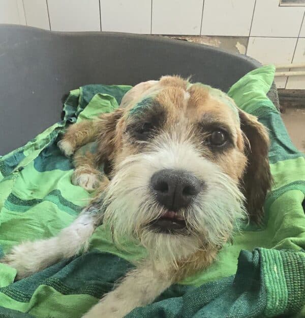 MELLE (♀) - ausgereist zu Pro Vita Animale e.V. (AL) – Bild 2