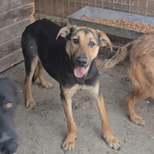 BRANDY (♂) -  kommt nicht ans Futter - hat es schwer im Kennel (09/25)