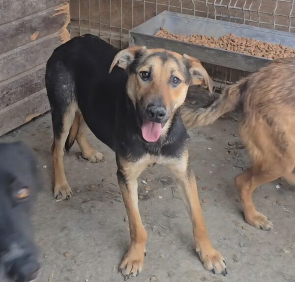 BRANDY (♂) -  kommt nicht ans Futter - hat es schwer im Kennel (09/25)