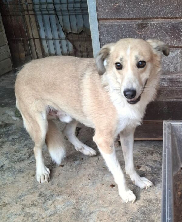 MERLIN (♂) – Bild 2