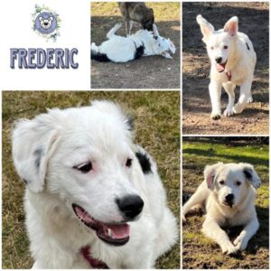 FREDERIC (♂) in 92637 Weiden - vermittelt