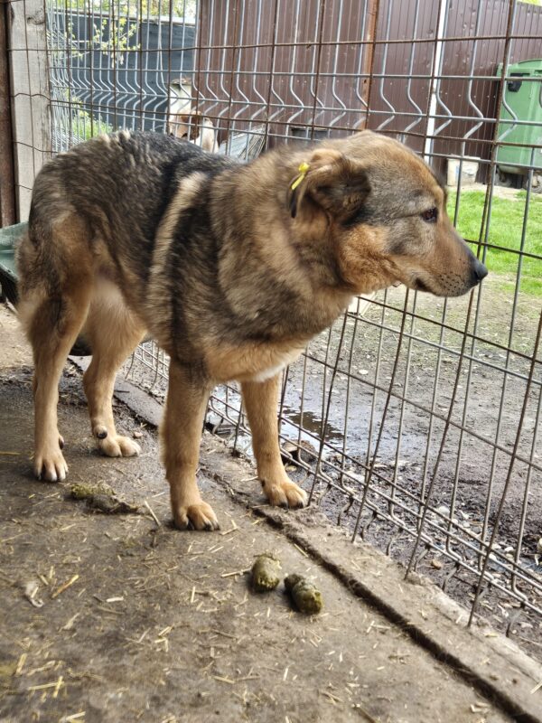 SAMICO (♂) – Bild 4