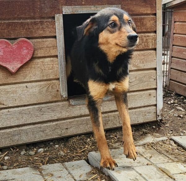 PIXEL (♀) - ausgereist zu Vierbeiner in Not (SAS) – Bild 2