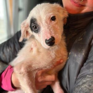 FREIA (♀)- ausgereist zu Tiere in Not Odenwald e.V.  (PM)
