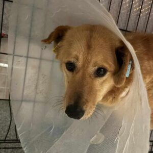 ALVA (♀) - Notfall! - großer Tumor