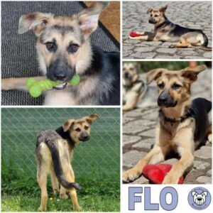 FLO (♀) in 74214 Schöntal - vermittelt