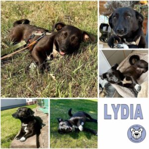 LYDIA (♀) in 15806 Zossen - vermittelt