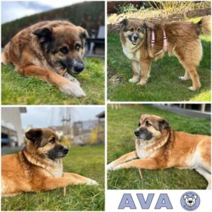 AVA (♀) in 33824 Werther - vermittelt