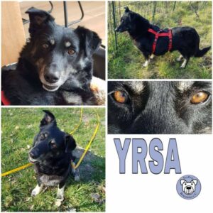 YRSA (♀) in 23715 Bosau - vermittelt