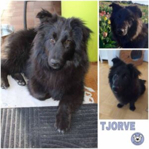 TJORVE (♂) in 46539 Dinslaken - vermittelt