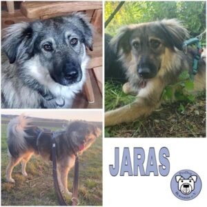 JARAS (♂) in 82223 Eichenau - vermittelt