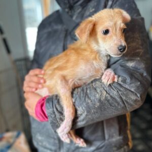FINTI (♂) - ausgereist zu Tiere in Not Odenwald e.V. (PM)