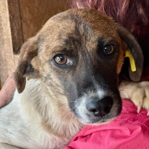 KIMMY (♀) - ausgereist zur Tierhilfe Lebenswert DR 25.07.25