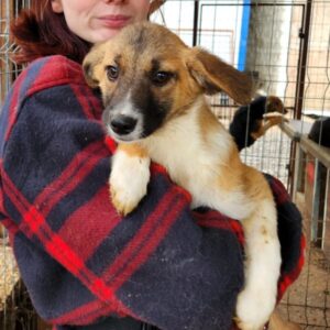 CORINNE (♀) - ausgereist zu Tiere in Not Odenwald e.V. (PM)